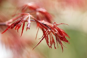 Red Lace